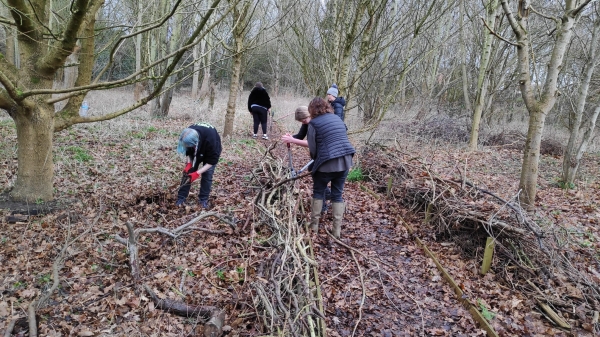 Creating dead hedges in Wrexham