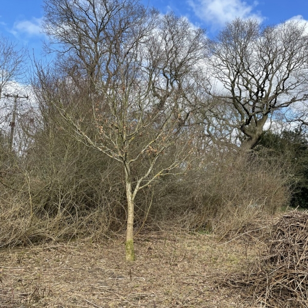 Penyffordd Clearing